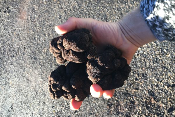 Tasmanian truffles