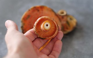 Perfect pine mushroom