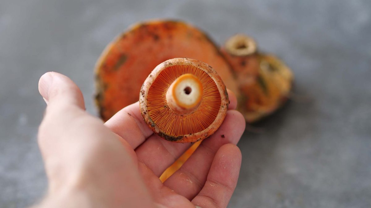 Perfect pine mushroom